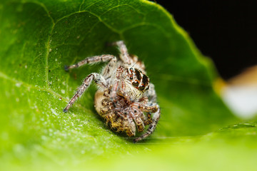 Wall Mural - jumper spider on green leaf