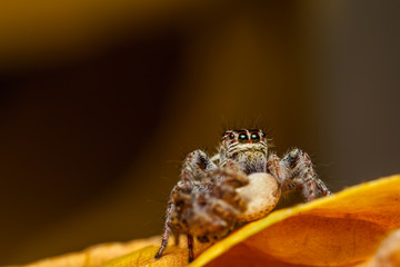 Wall Mural - jumper spider on green leaf