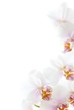 weiße Orchideenblüten isoliert auf dem weißen Hintergrund