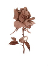 Handdrawn Brown Rose In Sketch-style, On White Background