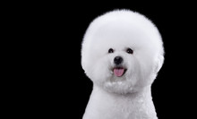 Portrait Of The Bichon Dog With White Fur