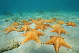 Fototapeta  - Under the sea a group of starfish in the Caribbean