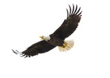 Fototapeta Zachód słońca - American Bald Eagle in Flight