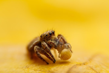 Wall Mural - jumper spider on yello leaf