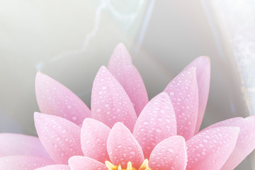 Wall Mural - pink water lily