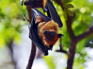 Wall Mural - flying fox