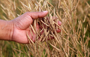 Poster - Hand holding golden mustard