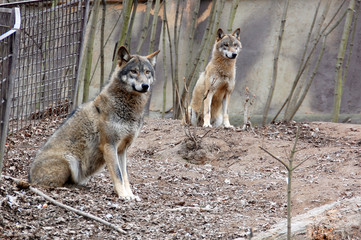 Wolves, Plzen Zoo