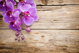 Fototapeta Storczyk - Pink orchid flower.