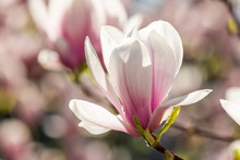 Magnolia Flowers On A Blurry Background