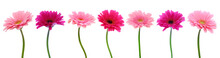 Pink Gerber Flowers Isolated.