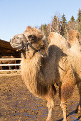 The camel on a stands at farmstead