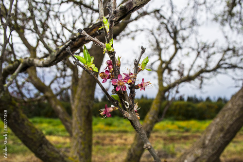Fleur Arbre Rose Fruitier Buy This Stock Photo And