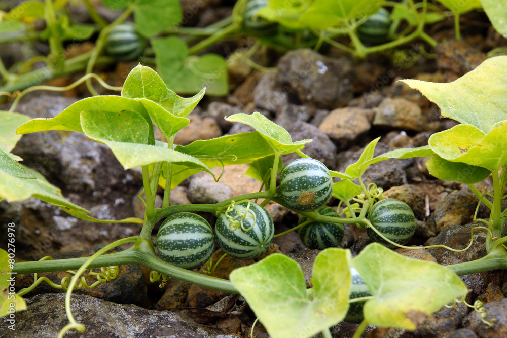 warzige Zaunrübe - Bryonia verrucosa