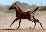 Fototapeta Konie - Young arabian foal