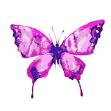 Fototapeta Motyle - butterflies design