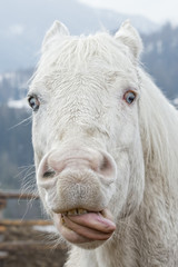 crazy white horse