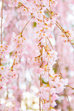 weepeing cherry's branches
