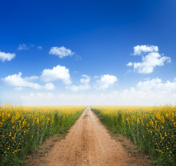 Dirt road into yellow flower fields with clear blue sky