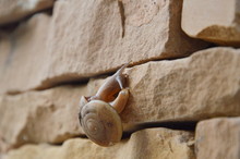 Snail Crawl On The Wall