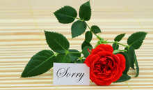 Sorry Card With Red Wild Rose