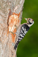 Wall Mural - lesser spotted woodpecker with insect food at nesting cavity