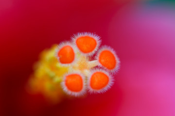 Wall Mural - hibiscus flower pollen.