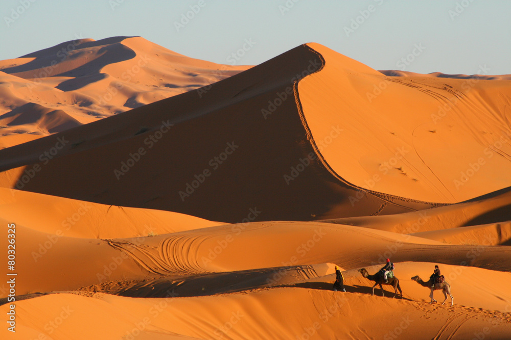 balade en dromadaire dans le désert de Merzouga - obrazy, fototapety, plakaty 