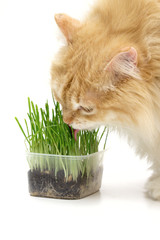 cat on the white background