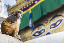 Stupa In Swayambhunath Monkey Temple In Kathmandu, Nepal.