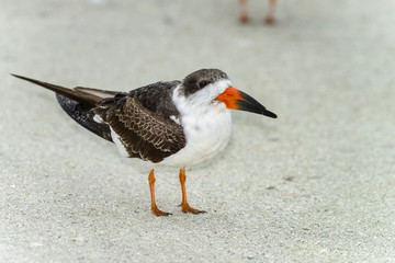 Wall Mural - black skimmer