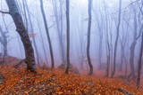 Fototapeta Natura - Fog in autumn beech forest. Crimea, Ukraine.