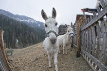 White Donkey Portrait