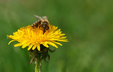 Wall Mural - Feeding honeybee