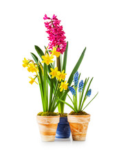 Spring Flowers In Flowerpots