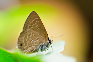 Wall Mural - butterfly in pang sida national park thailand