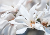 Blooming magnolia tree