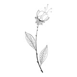 Fototapeta Motyle - Black and white flower on a white background