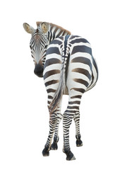 Sticker - zebra isolated