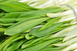 © Unkas Photo - Fresh leaf of wild leek in bunch, close up