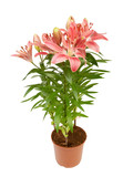 Fototapeta Maki - Lily flower in a pot isolated on white background