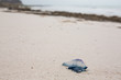 Dead and poisonous bluebottle lying on the beach sand