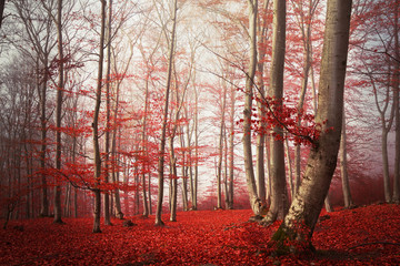 Sticker - Red leaves in the forest