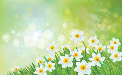 Wall Mural - vector spring nature background, daffodil flowers.