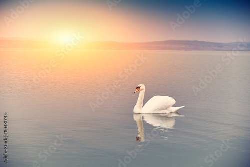 Naklejka ścienna Swan on the lake sunset