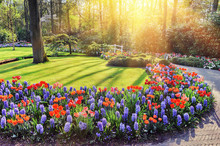 Spring Landscape With Colorful Flowers