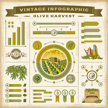 Vintage Olive Harvest Infographic Set