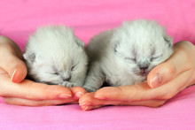 Two White Newborn Kittens In Female Hands
