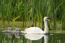 Female Mute Swan With Chicks