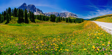 Flower Meadow In The Alps At Sunset